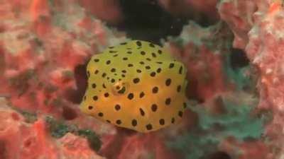 A yellow boxfish swimming around pink sponges off the coast of Sulawesi