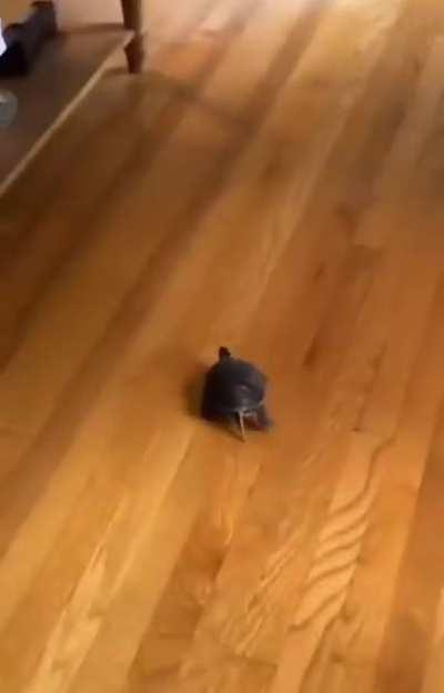 OP has given turtle hot wheels and turtle is loving its life