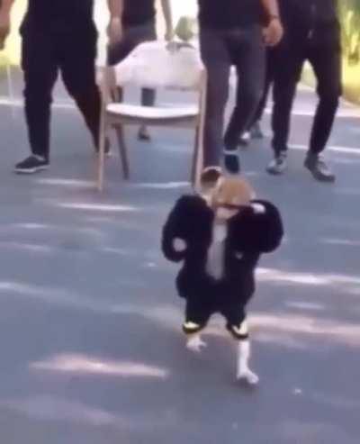 He really do be, out here, pimp chimping