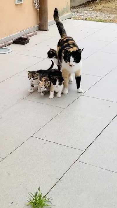 Here they are, the new family