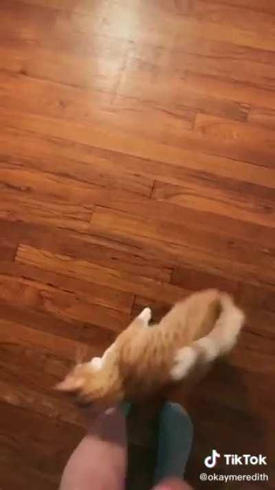 Human avoids being pet and the cat cannot understand it