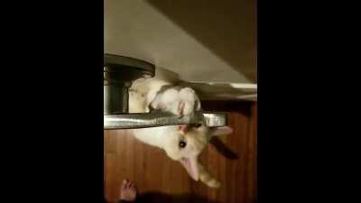 This little a-hole opens all the doors. Now we have to lock them to get any privacy.