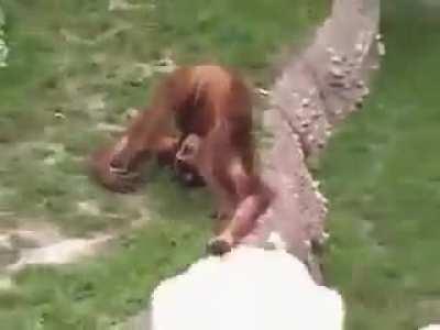 Thirsty monkey drinks from his own “water fountain”