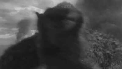 TEAM KONG IS BEYOND SHOOK