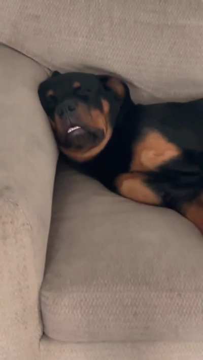 My guard dog sleeping on the clock 🤣 apparently he only works the night shift 😁🐶💤💤