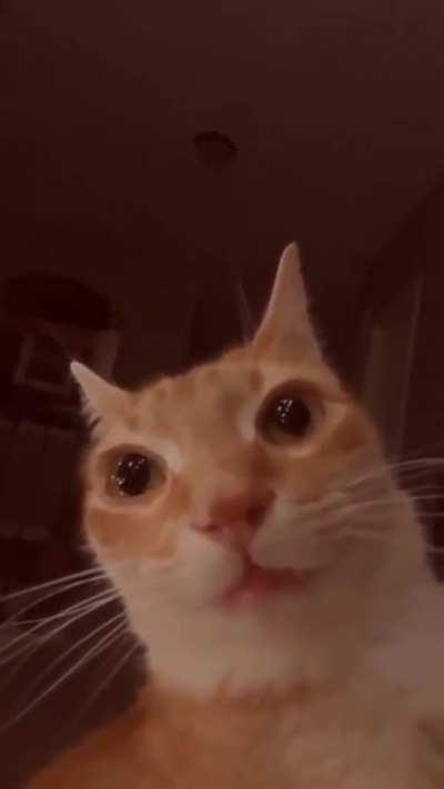 Could we get this cute little guy in BTTV and replace front faced pepe