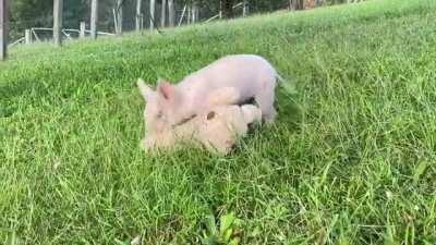 Young Ted looks like he can be quite a handful at Where Pigs Fly Farm Sanctuary in Australia