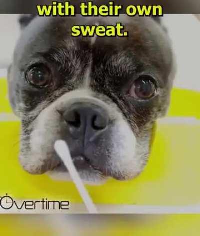 What do good Bois feel