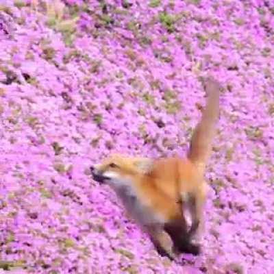 🔥 Happy Red Fox.. 🦊 🎥 IG: tammy_ascher