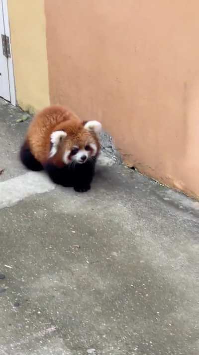 My favorite red panda, her name is Nannan（囡囡）