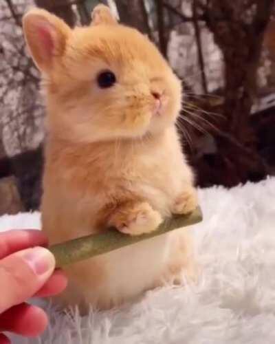 This bun is getting buff with a training regime that would make Rockie look like a shlub