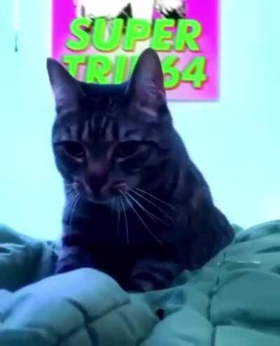 Trippy kitty anyone?