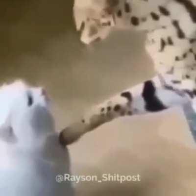 Momentos mais emocionantes dos animes: