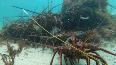 Laguna Beach Spiny Lobster Parade