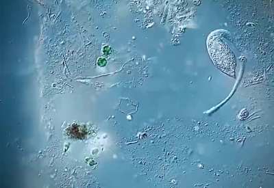 Single celled wunkus