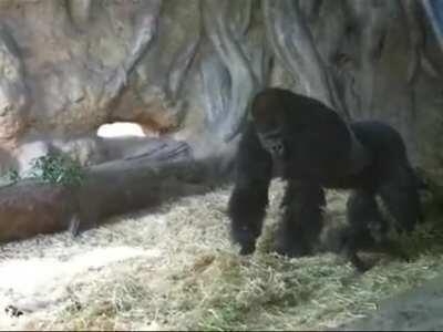 Haoko the Gorilla loves spending time with his kids, but his missus doesn't allow it when they're too young, so he 