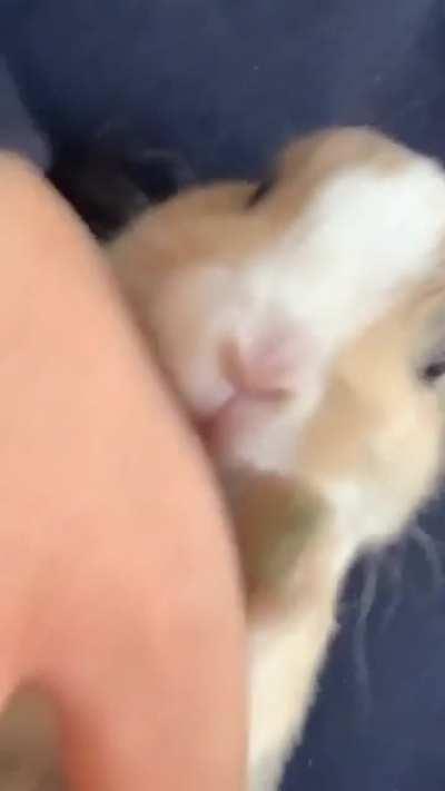 Bagel wants to thank everyone for the love! His heart is full ❤️