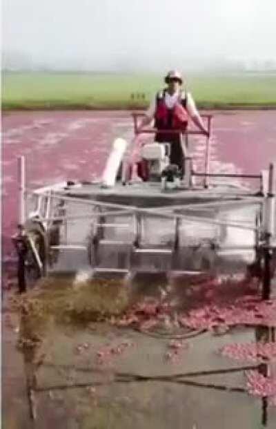 Does the spinning cranberry harvester count?