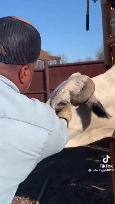 Cutting off ingrown horn which was piercing its head