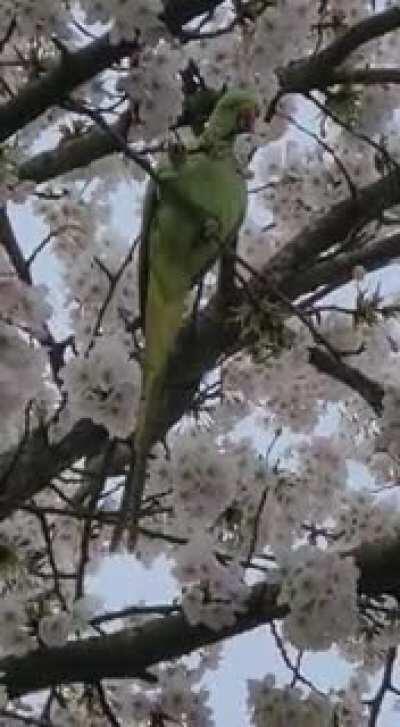 Halsbandparkieten/Rose-ringed Parakeets enjoying nectar in Westerpark, Amsterdam