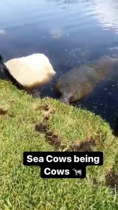 Wild sea cows have been observed eating over 60 species of aquatic plants, especially sea grasses and algae, but they will also eat land grass if the opportunity presents itself.