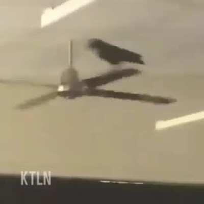 el cerebro en el examen