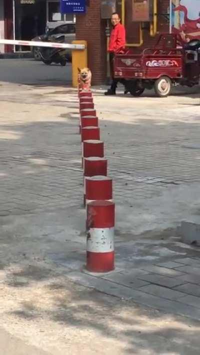 Tell me you've never at least thought about doing this