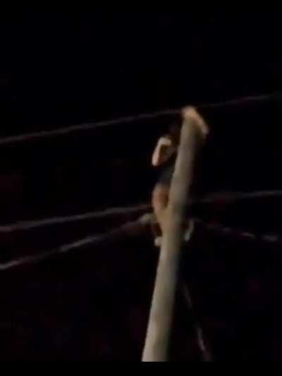 WCGW Climbing an electric pole for attention