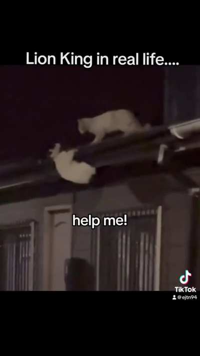 The Lion King… but in real life. 🤣