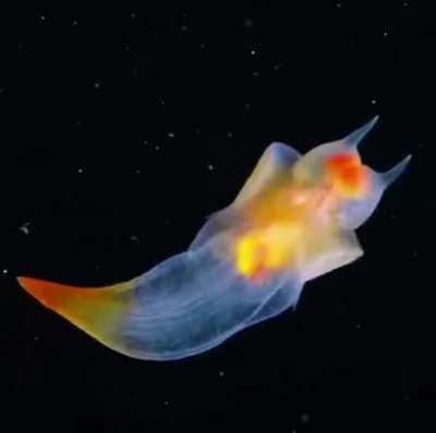 This is a real-life creature known as a sea angel (Clione sp.) hovering under ice in the White Sea, Russia.