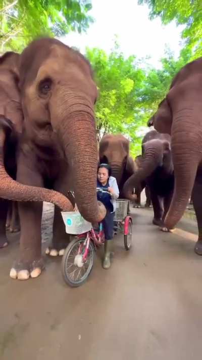 Elephants appreciating their caretaker