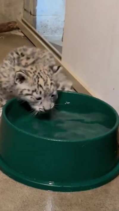 even big cats gotta learn