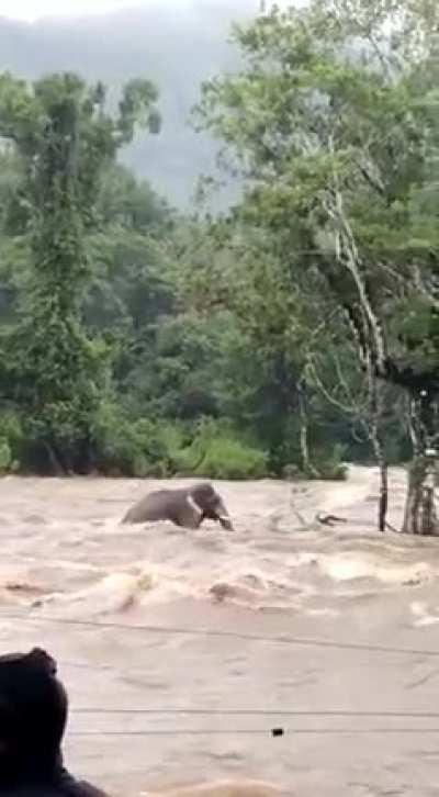 🔥 A wild Elephant casually walking in the flooded Chalakudy River in Kerala state, India.