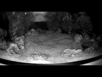 What's better than a coral? A walking coral! :)