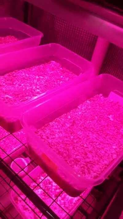 [General] my fully automated setup, hope you like it!