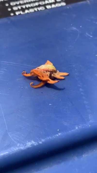 What in gods name is this??