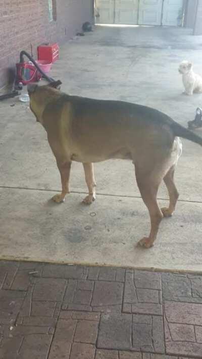 This is George, he is 3 and a lil different.