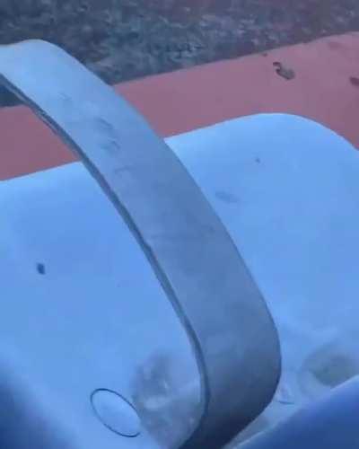 WCGW catching a wasp nest