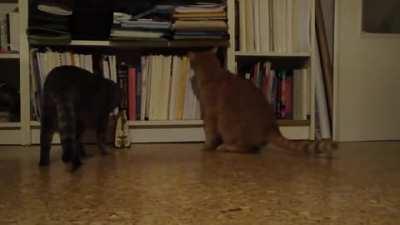 Cat continuously startled by a metronome but it is determined to stop the metronome