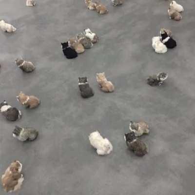 Smol cats in big rooms