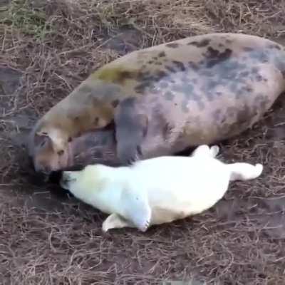 🔥 Gray seal pups have a fluffy white coat called lanugo, shed after a few weeks after birth, which insulates them until they pack on enough fat to keep them warm and also provides camouflage in the snowy environment