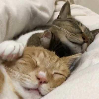 three cuddles