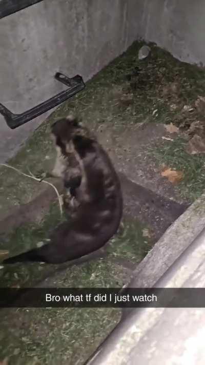 Wunk preying on wunk