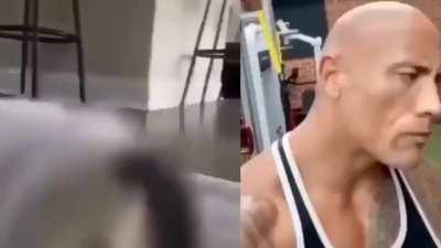 What the cat doing???