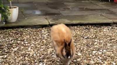 Is this not one of the best slow mo binkies out there? Full majestic fluff shake from Mr Emberton