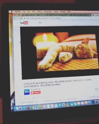 to calm the cat by relaxing music for cats
