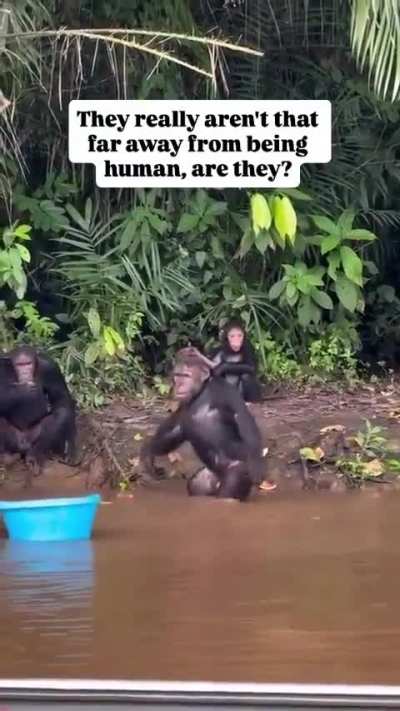 Chimpanzees on a day out at the pool
