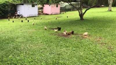 Farmer trained her chickens to run when she says run in case of hawk attack