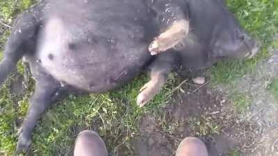 Pig Had Too Much Moonshine Mash