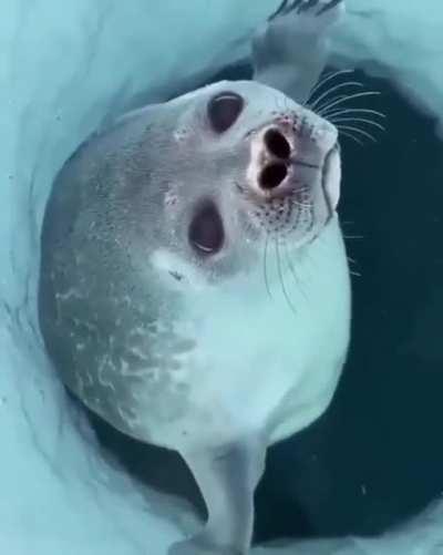 A fisherman was surprised to see a chunky seal pop up for air - - Credit: @thony_hidalgop on instagram